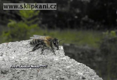 Apis_mellifera carnica